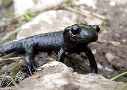 260px-Salamandra atra on Triglav