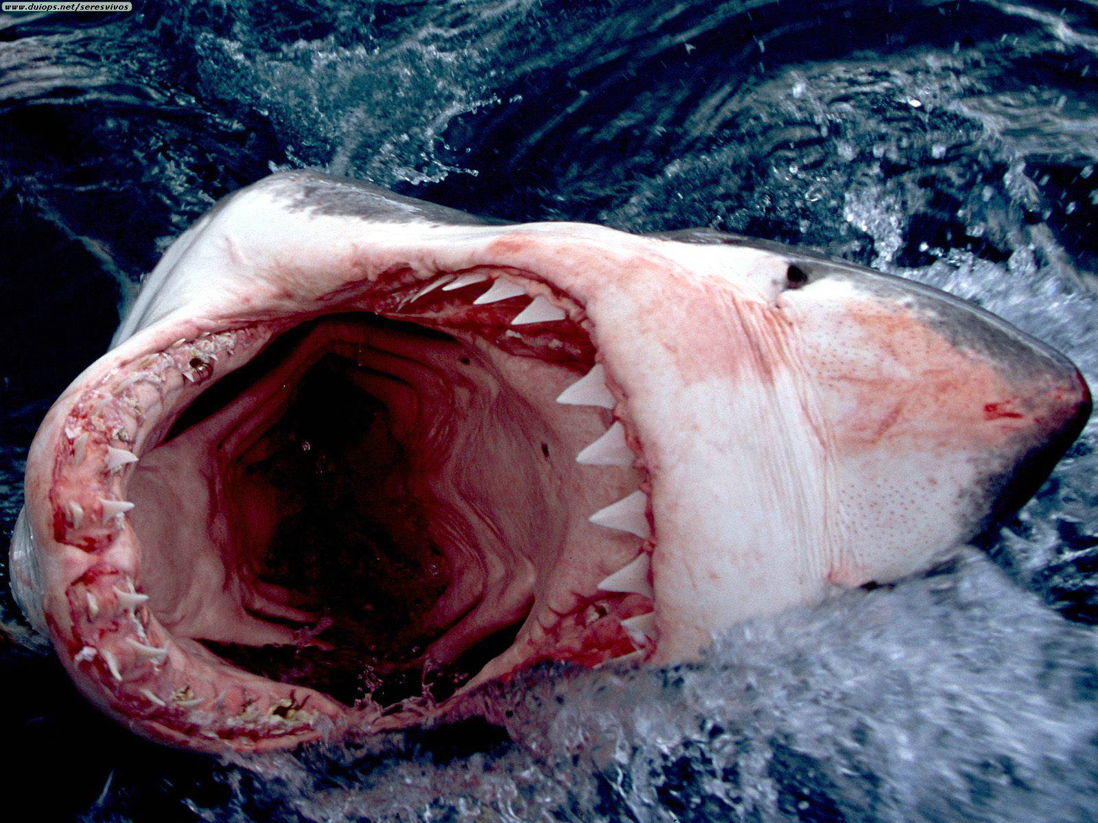 Bilder-Thread great-white-shark