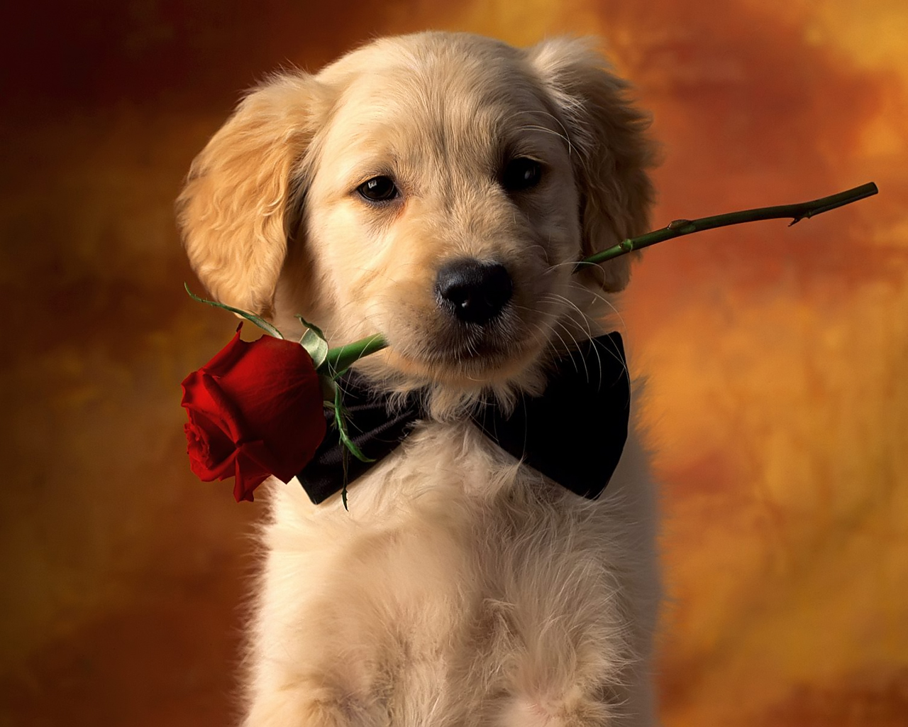 Bilder-Thread cute dog with rose
