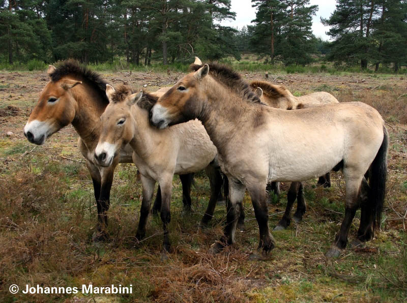 erh przewalski pferde  800