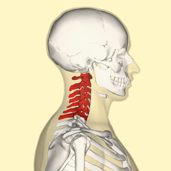 250px-Cervical vertebrae lateral2
