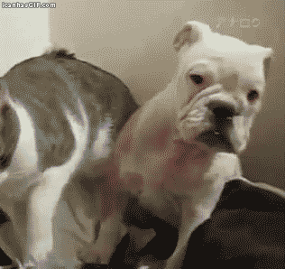 funny-gif-cat-punches-dog