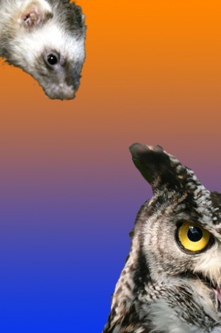 ferret-ferret-owl-flip-card-match-game-f