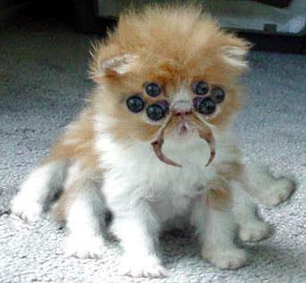 Bilder-Thread kitty