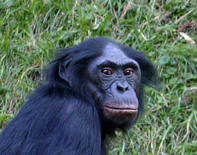 Bonobo-Head