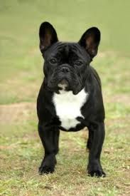 French Bulldog 899255