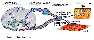 reflexbogen