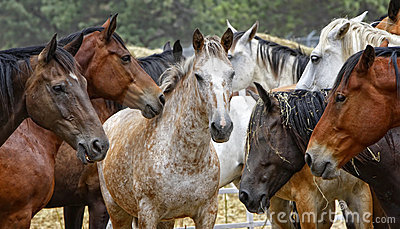 horse-herd-center-attention-18176723