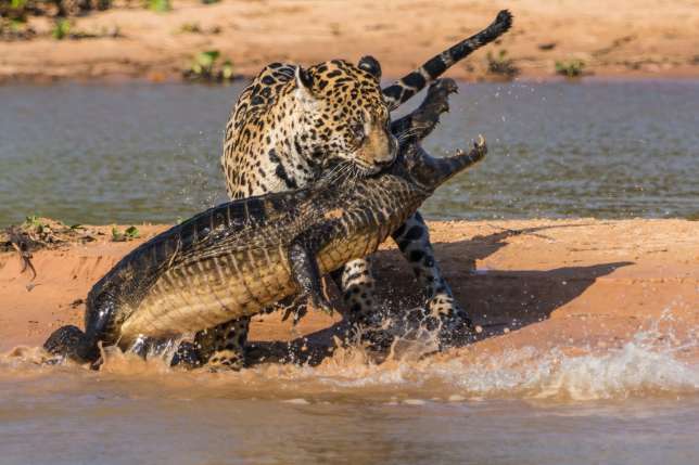 Bilder-Thread Kampf-Jaguar-gegen-Kaiman