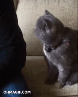 polite-cat-begging-for-massage