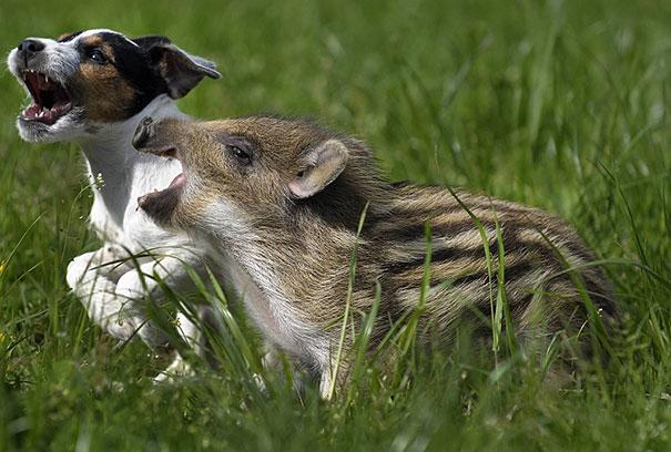Bilder-Thread unusual-animal-friendship-8-2