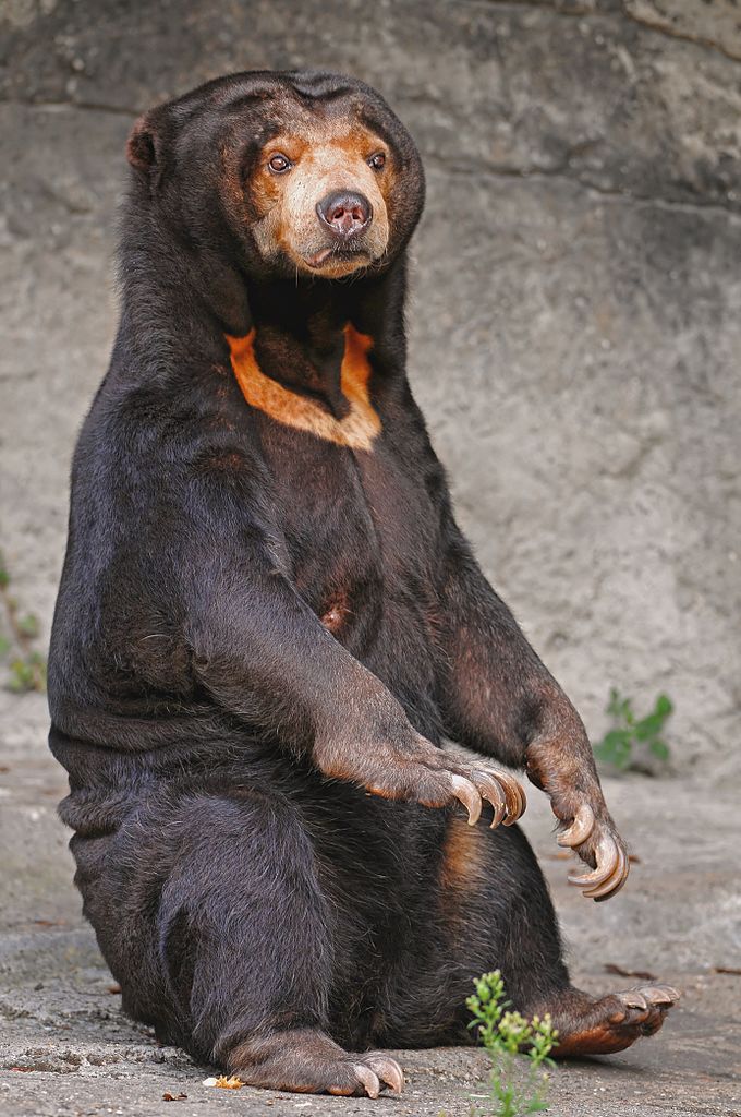 680px-Sitting sun bear