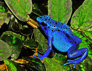 300px-Dendrobates azureus Dendrobates ti