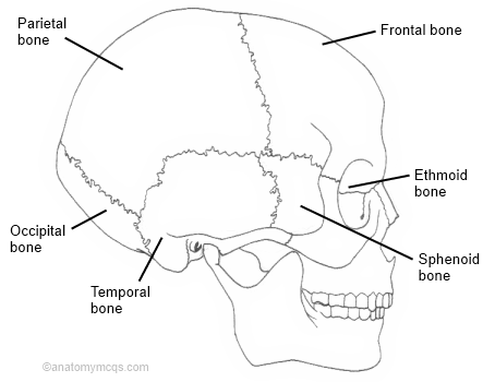 Neurocranium