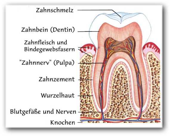 Zahnaufbau