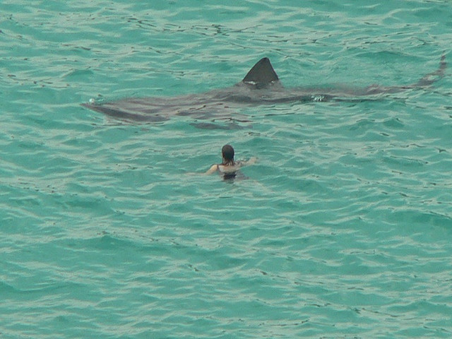 Cetorhinus maximus with a girl