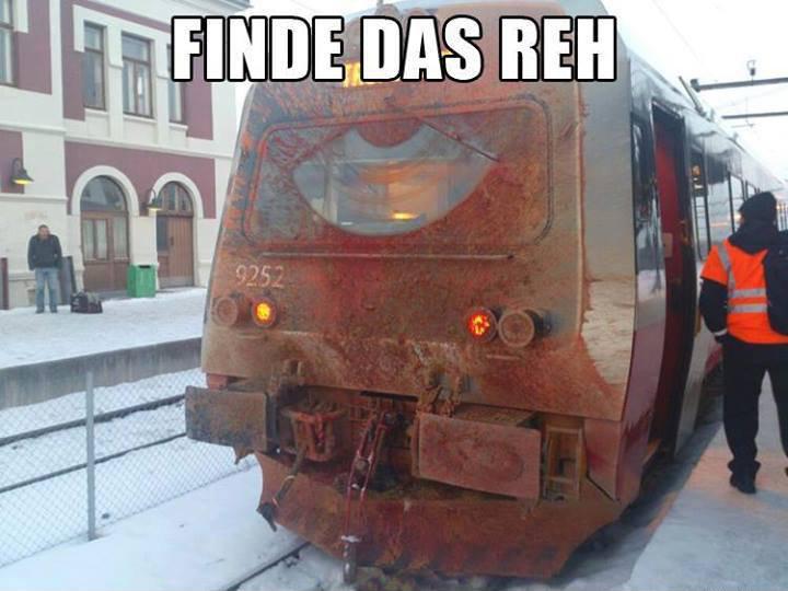 bahn--finde-das-reh