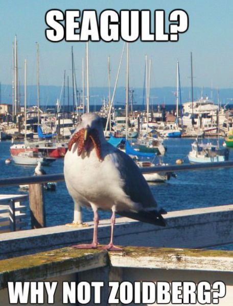 Bilder-Thread More-random-memes8