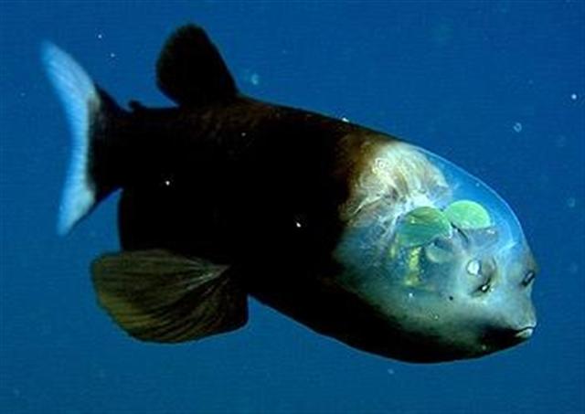 Macropinna microstoma MBARI