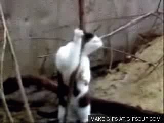 pole-dance-cat-o