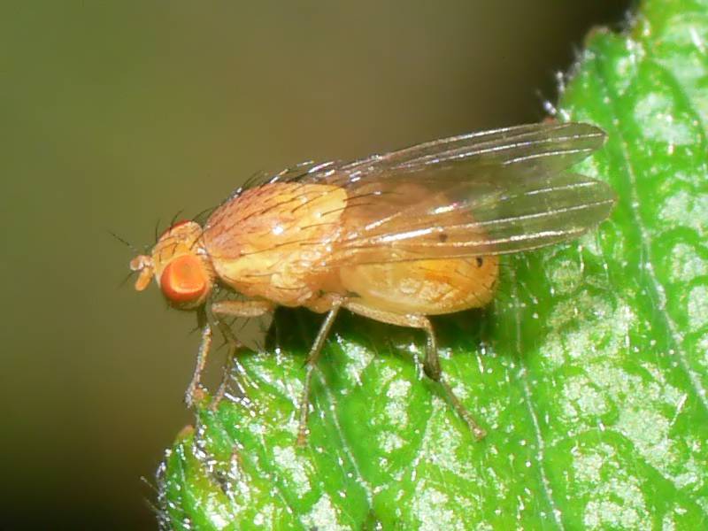 lauxaniidae sp 4mm spotted