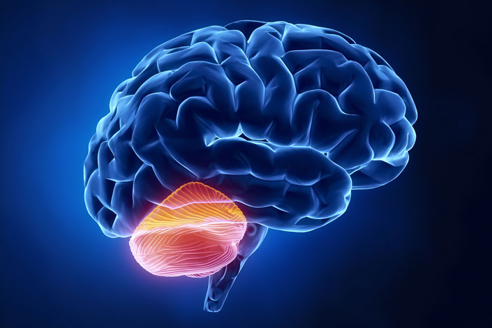 t7fef34c cerebellum feature