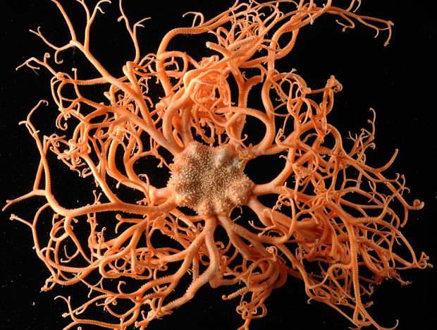 Basket-Star---Gorg 1673874i