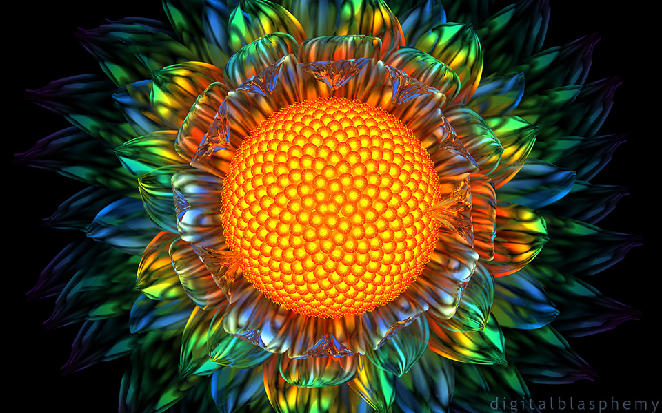 Bilder-Thread sunburstdaisy1fb