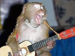 Bilder-Thread 1337493498 monkey guitar