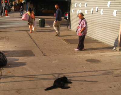 Bilder-Thread dead-cat-bowery-400x314