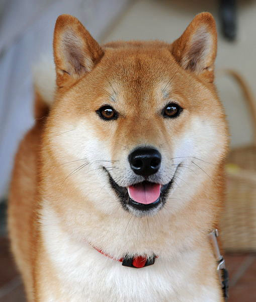 wiki pd Shiba inu taiki