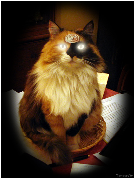 Bilder-Thread 26ea5b Goa cat by TomberySr
