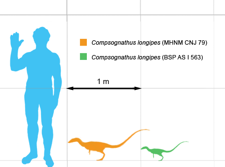 Compysizes1