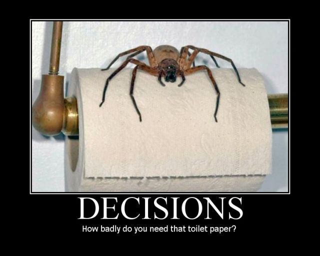 bathroom-spider