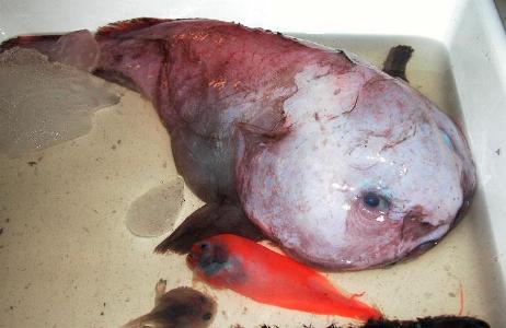 blob fish