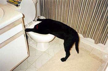 t091e24_Hund-kotzt.jpg