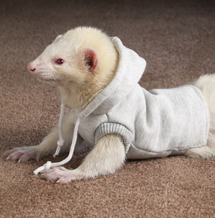 Bilder-Thread p 31438 41243P 025 ferret
