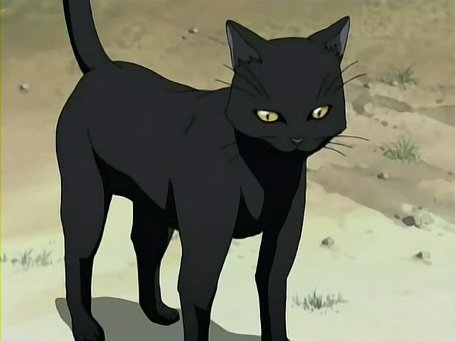 Yoruichi Cat