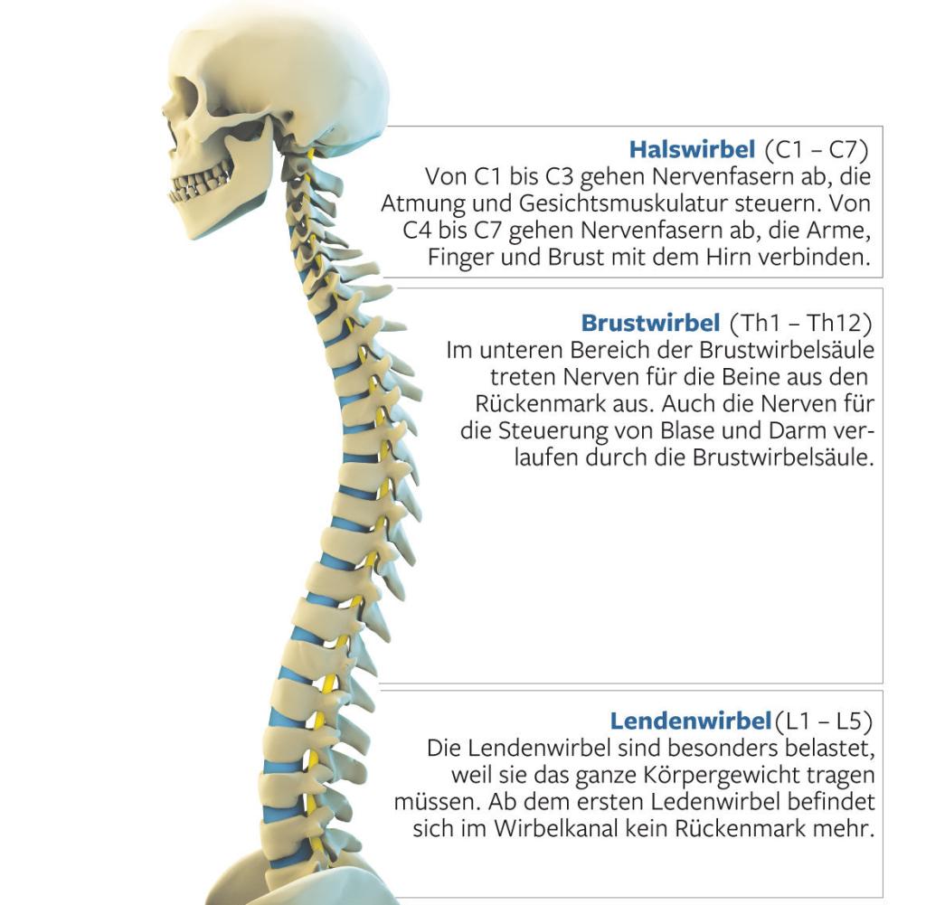 Grafik-Wirbelsaeule-DW-Wissenschaft-Berl