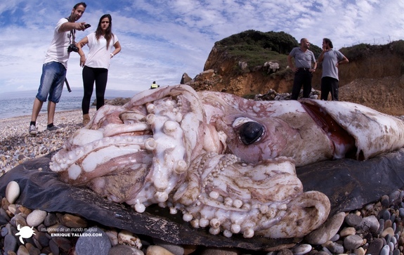 giant squid enrique talledo