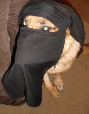 niqab halal dog