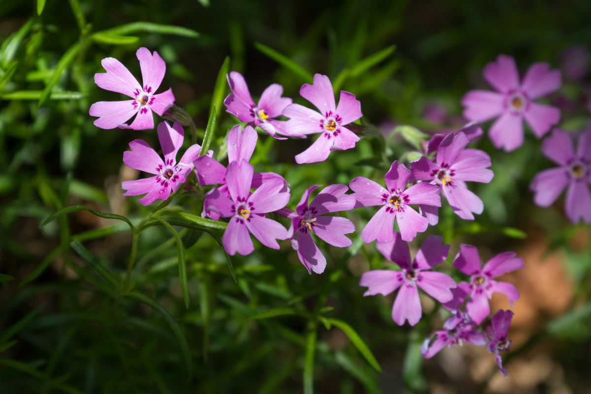 Ein Naturfotografie Bild von Blumen im Wald