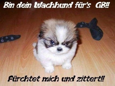 bin dein wachhund fuers gb fuerchtet mic