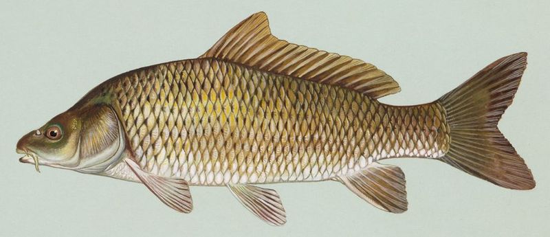 800px-Common carp