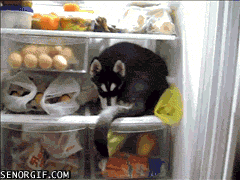 funny-gifs-fridge-dog-stays-cool