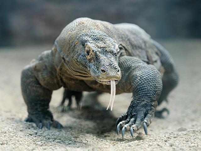 komodowaran