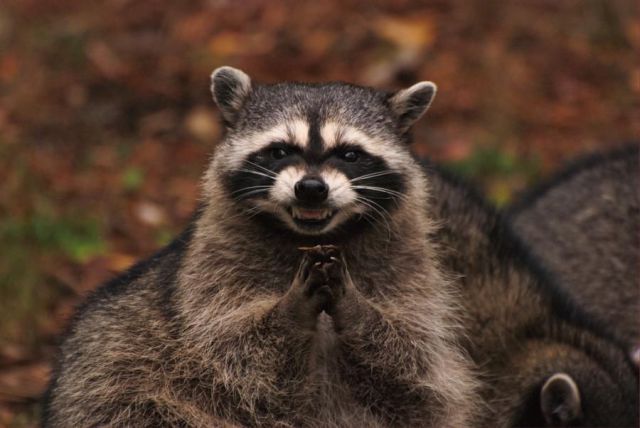 EvilGeniusRacoon