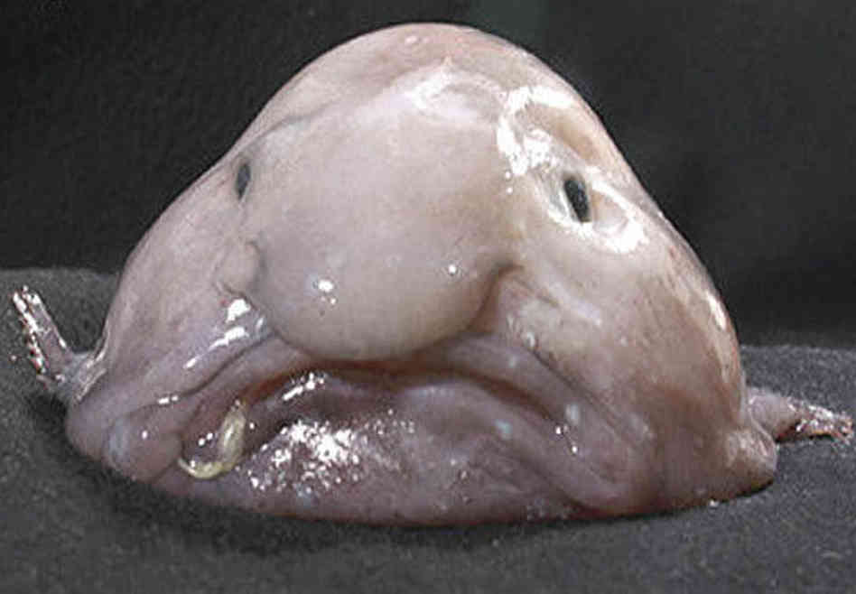 blobfish122way custom-dd3fcd75ff56be0187