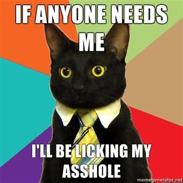 Bilder-Thread business-cat-asshole