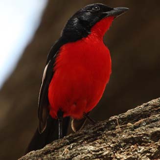 crimson-breastedshrike 327w